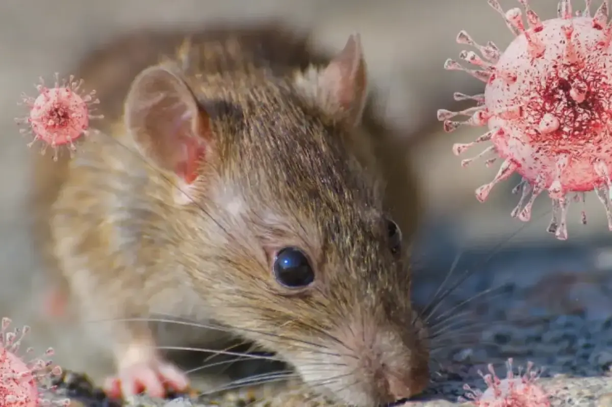 Kemenkes Catat 23 Kasus Hantavirus di Indonesia Sejak 2024